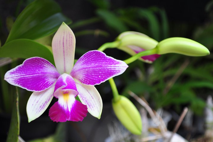 Photos d'orchidées inédites   - Page 3 21762610