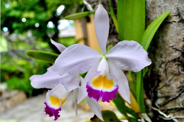 Photos d'orchidées inédites   - Page 3 25094110