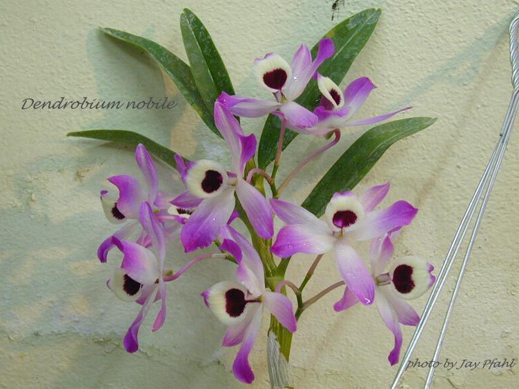 Dendrobium nobile 25520111