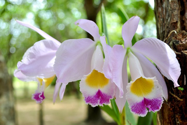 Photos d'orchidées inédites   - Page 3 27117810
