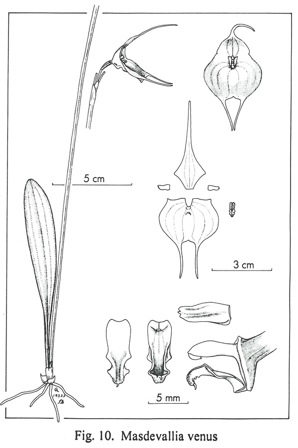 Masdevallia ??? 30890210