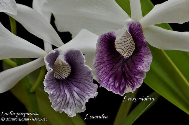 Cattleya (Laelia) purpurata f. coerulea 64782810