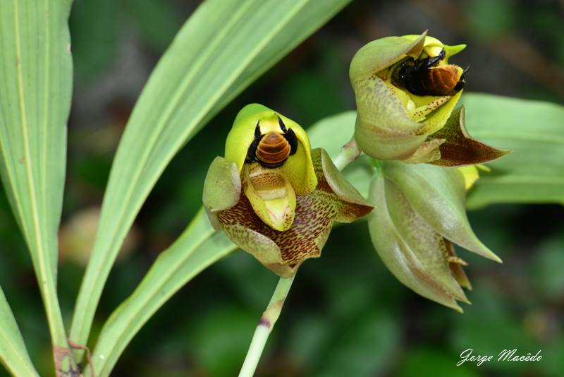 Photos d'orchidées inédites   - Page 3 98413110