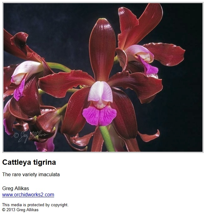 Cattleya tigrina Captur16