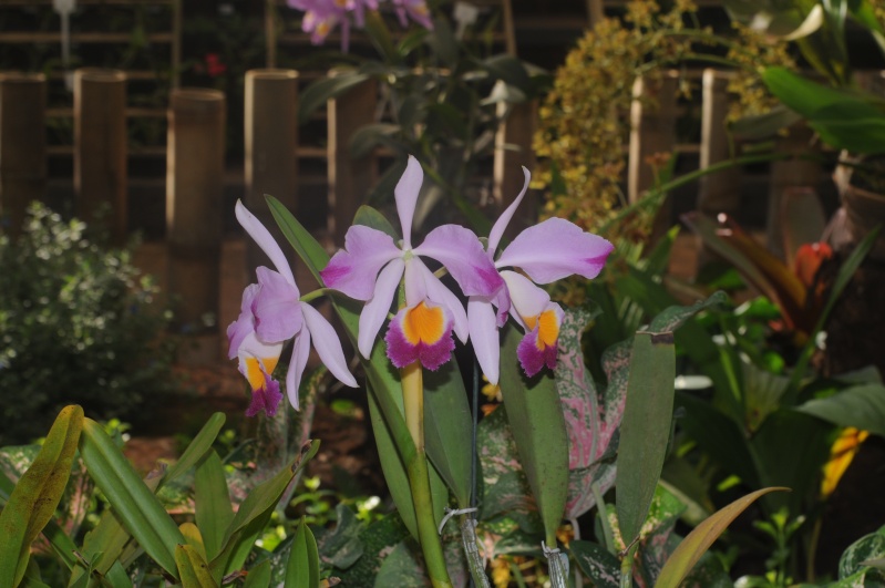 Cattleya wallisii (eldorado) flamea  Cat_el10