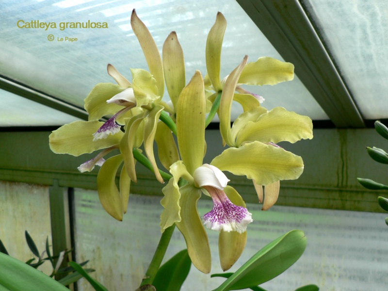 Cattleya granulosa  Cattle16