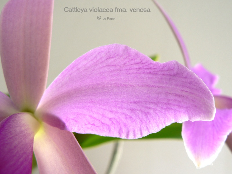 Cattleya violacea fma. venosa  Cattle19