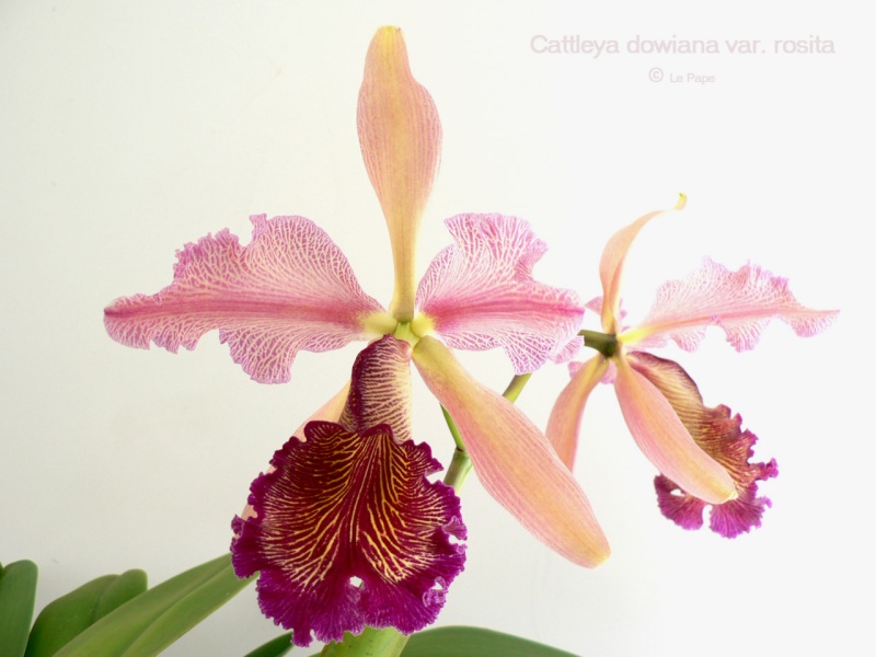 Cattleya dowiana var. rosita  Cattle27