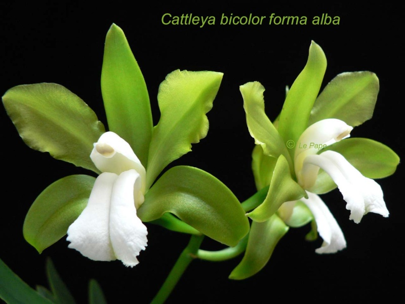 Cattleya bicolor semi alba Cattle87