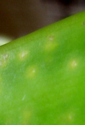 Inquiétudes pour Phalaenopsis hieroglyphica flava Img_0010
