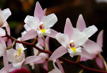 Laelia autumnalis Laelia17