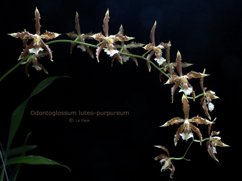 Oncidium (Odontoglossum) luteo-purpureum  Odonto19
