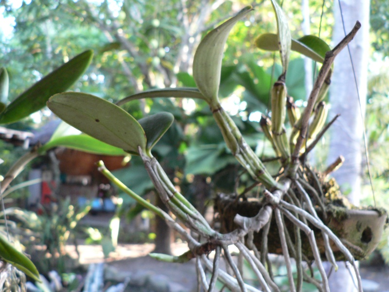 Substrat pour Cattleya violacea P1060910