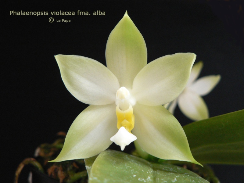 Phalaenopsis Penang Violacea P1100210