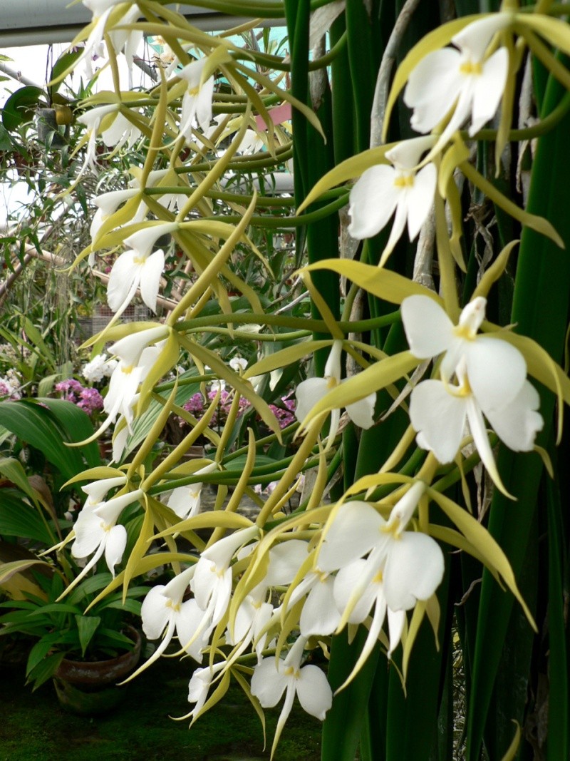 Epidendrum parkinsonianum (Coilostylis parkinsoniana) P1120711