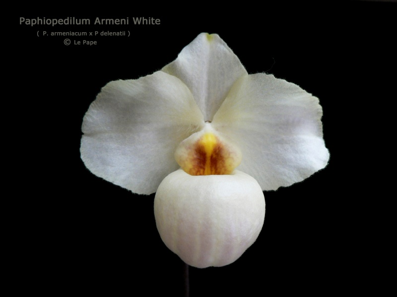 Paphiopedilum Armeni White  Paphio23