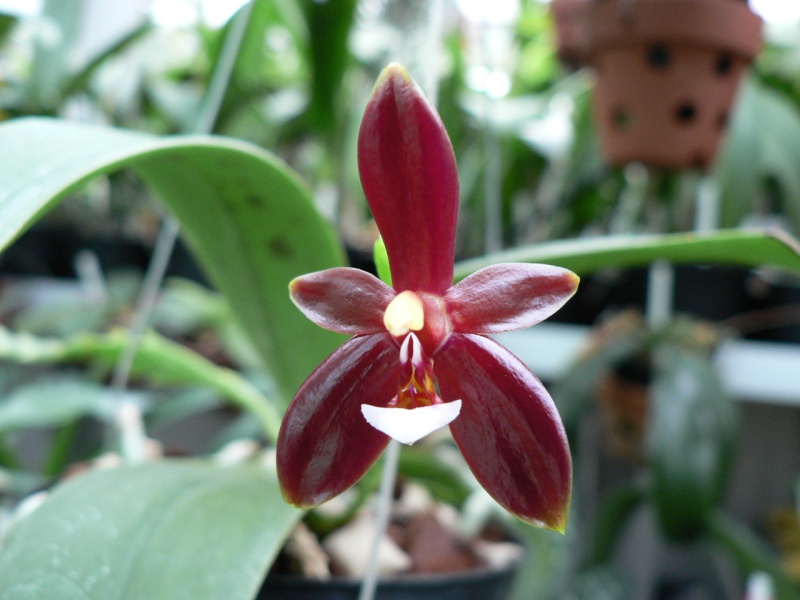 Phalaenopsis cornu cervi red N°1 Phalae17