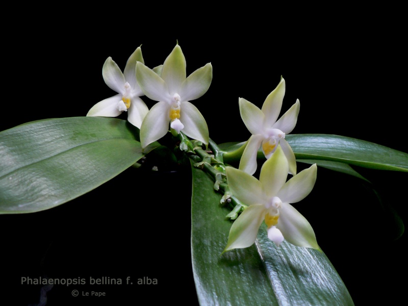 Phalaenopsis bellina f. alba Phalae27