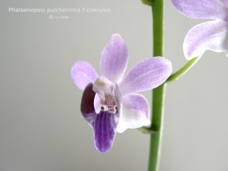 Phalaenopsis pulcherrima f. coerulea Phalae40