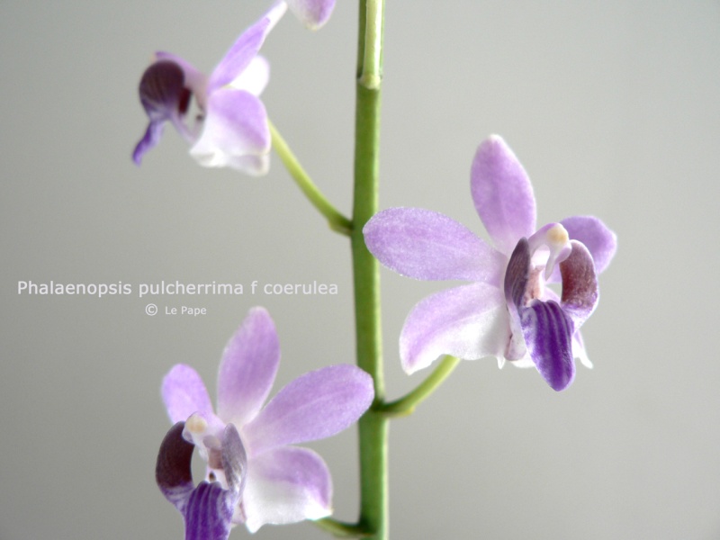 Phalaenopsis pulcherrima f. coerulea Phalae42