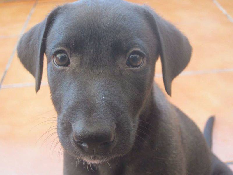 CAMERON - galguitto 3 mois - Asso Une Histoire de Galgos - Espagne  Camero11