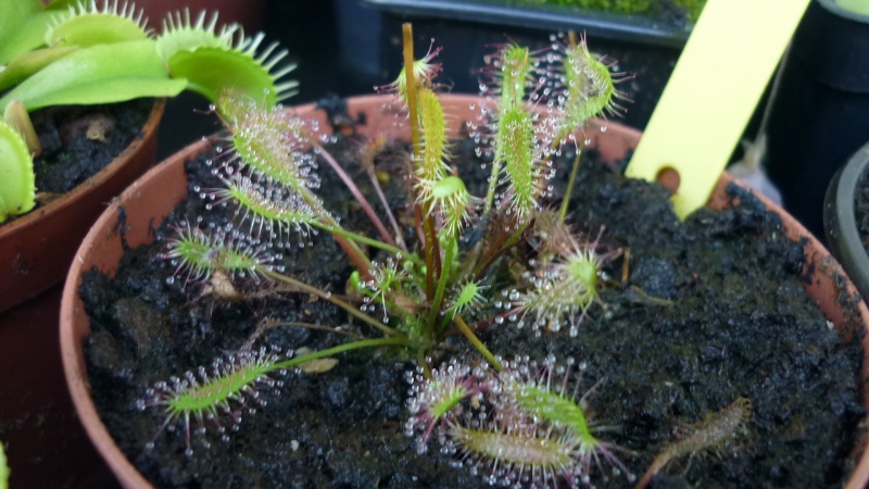 drosera anglica P1110510