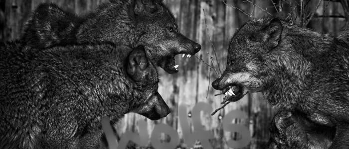 Hunting Wolves  Wolfes10