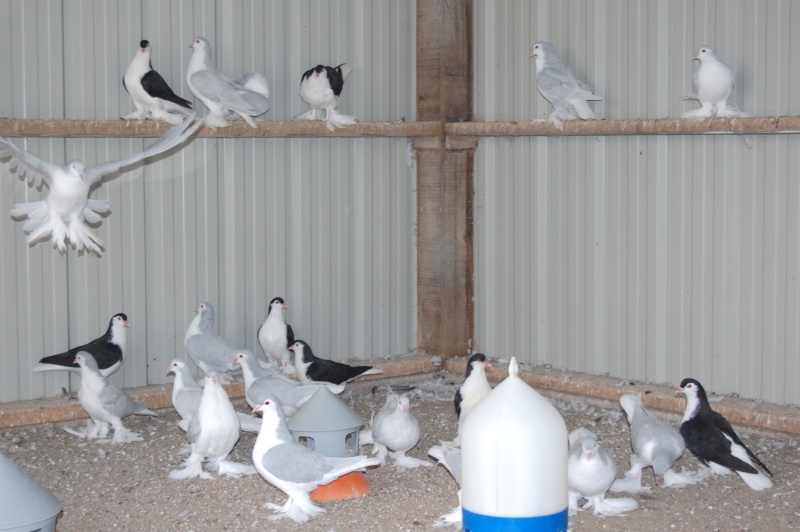 mes pigeons Dsc_0211