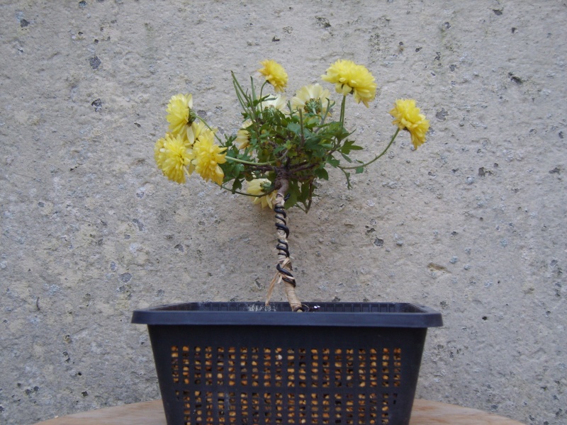 le chrysanthème comme bonsai / bonsai's of chrysanthemum - Page 3 14dec210