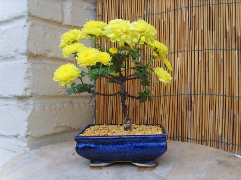 le chrysanthème comme bonsai / bonsai's of chrysanthemum - Page 3 29oct211