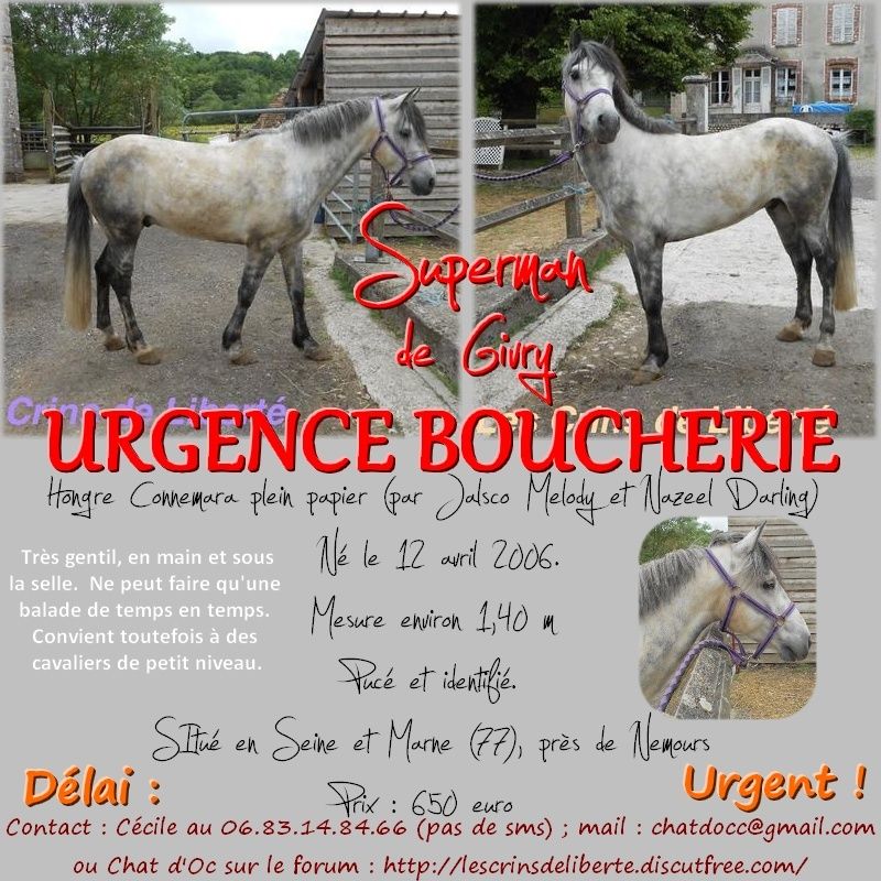 (dpt 77) SUPERMANN, connemara PP de 8 ans, urgent, sauvé par Emmanuelle (Juin 2014) Superm10