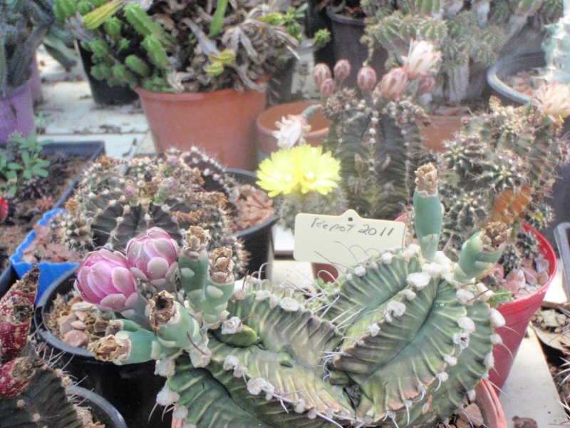 ID of this double headed cactus 02511