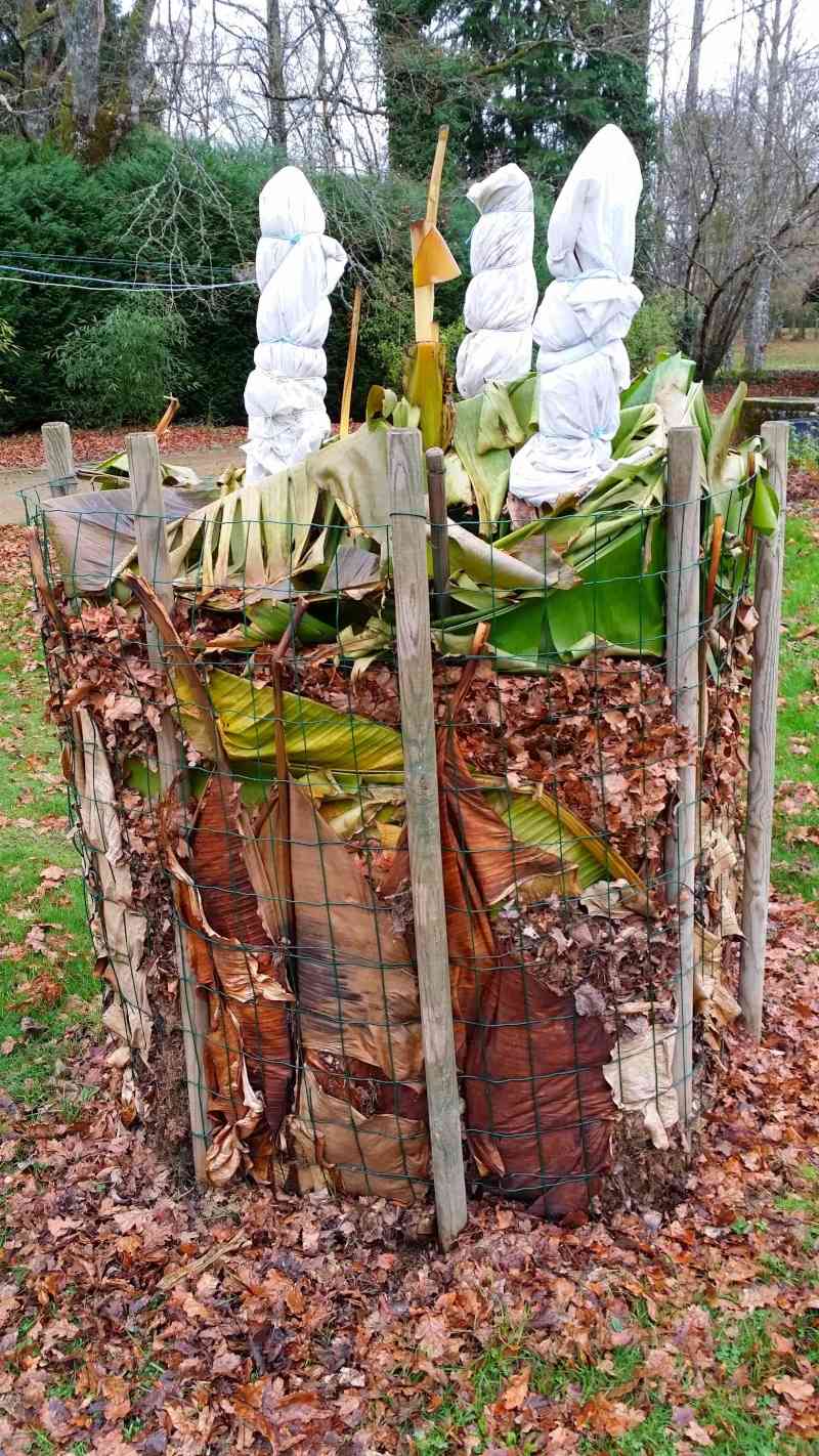 Protéger ses jeunes plants avec des fougères 213