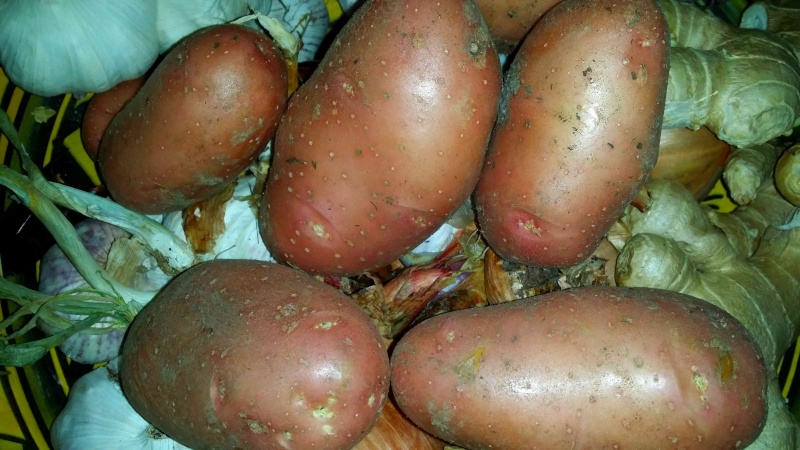 Des petites pommes de terre A19