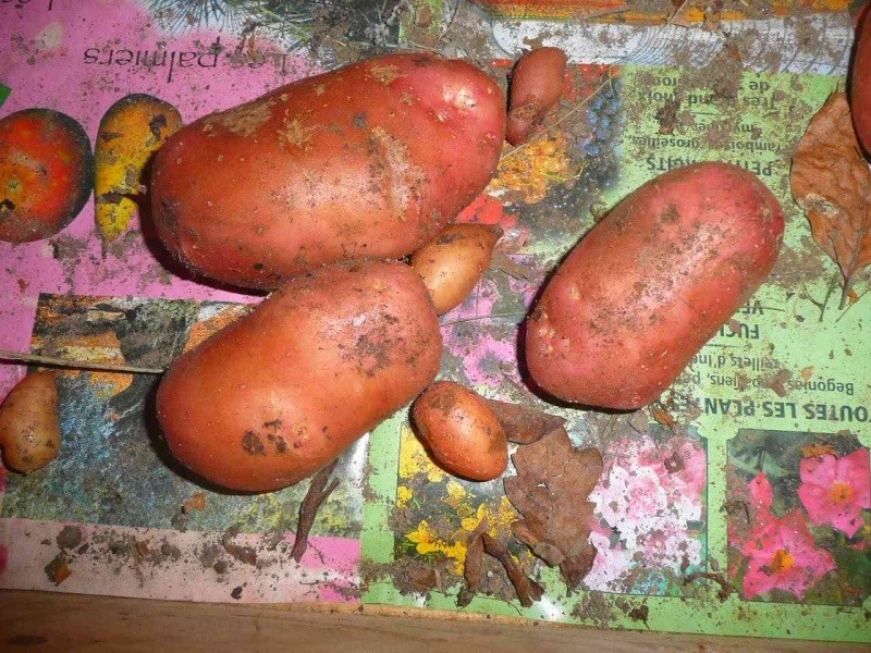 Des petites pommes de terre B17