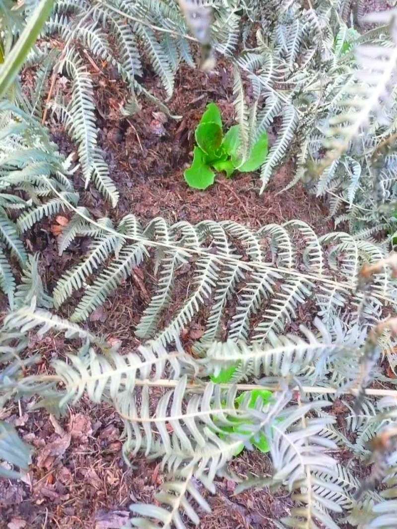 Protéger ses jeunes plants avec des fougères D14