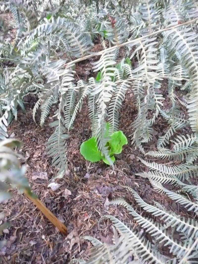 Protéger ses jeunes plants avec des fougères E13