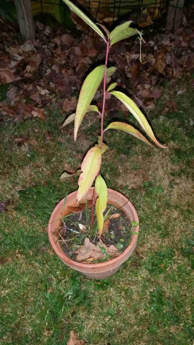 Protéger ses jeunes plants avec des fougères G13