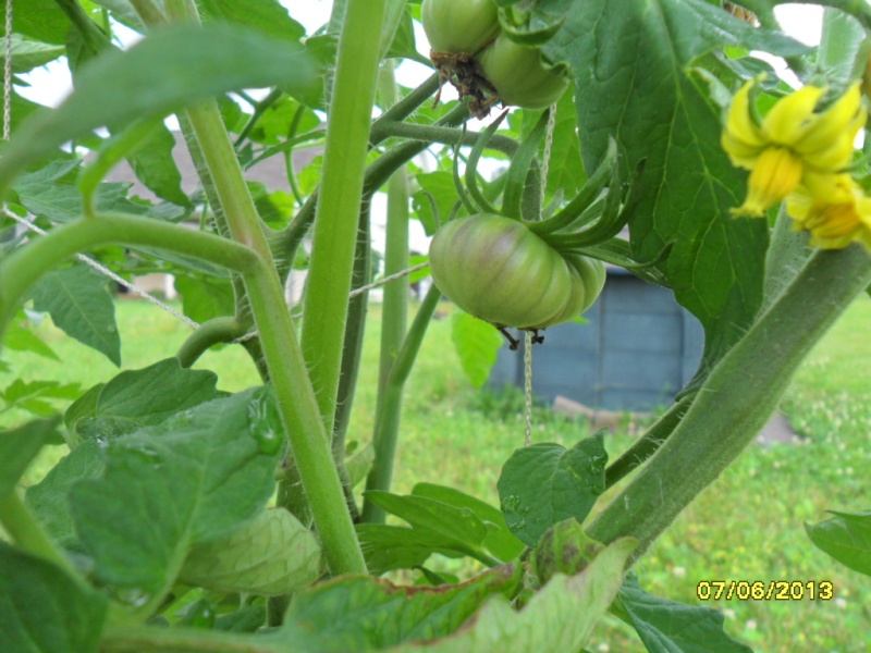 Monthly Avatar Theme July 2013: First Tomatoes of the Season!  Sam_1718