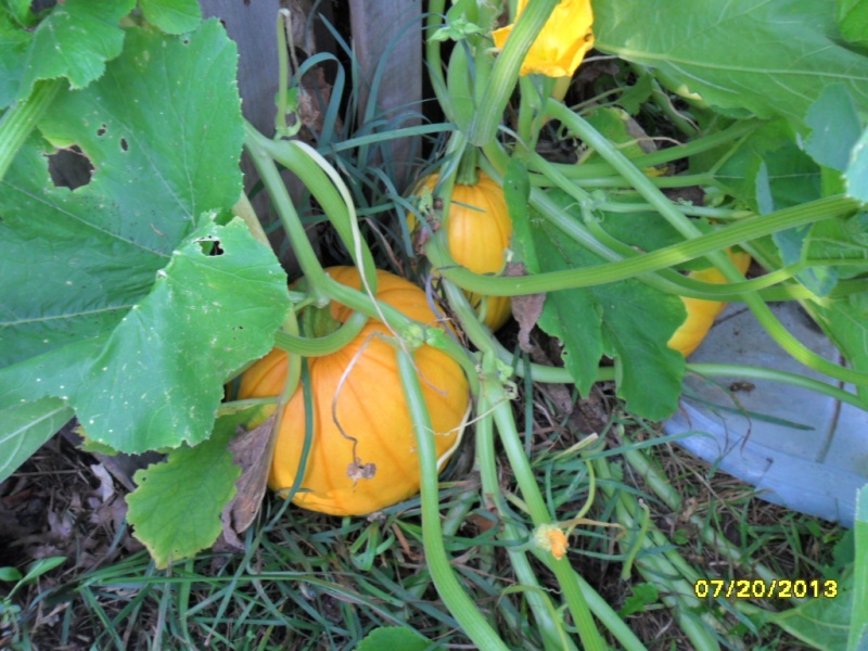 Volunteer compost heap pumpkins Sam_1813