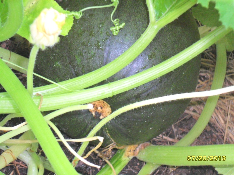 Volunteer compost heap pumpkins Sam_1815