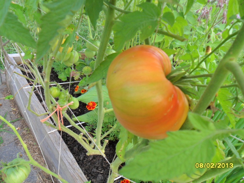 Monthly Avatar Theme August 2013: Your Garden in August. Part 2 Sam_1824
