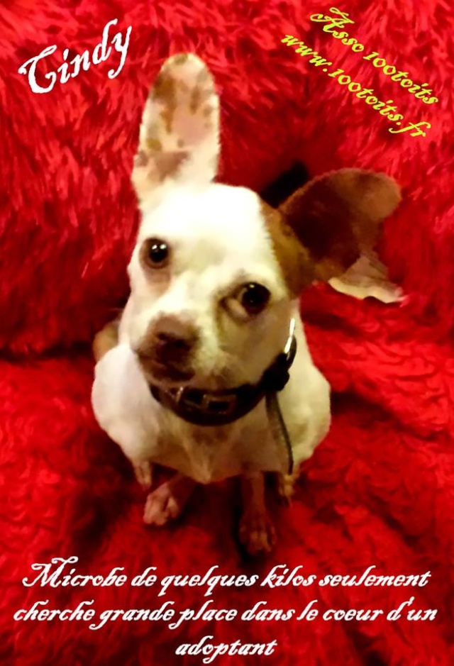 Cindy, x chihuahua, 2 ans ( Asso 100toits) dep.84 10731010