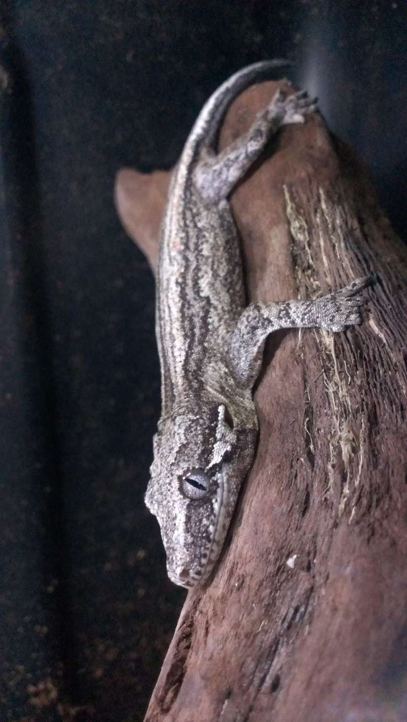Some of our Geckos... (Pic Heavy) Garg_110