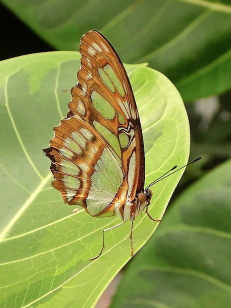 Un Papillon... Fer-210