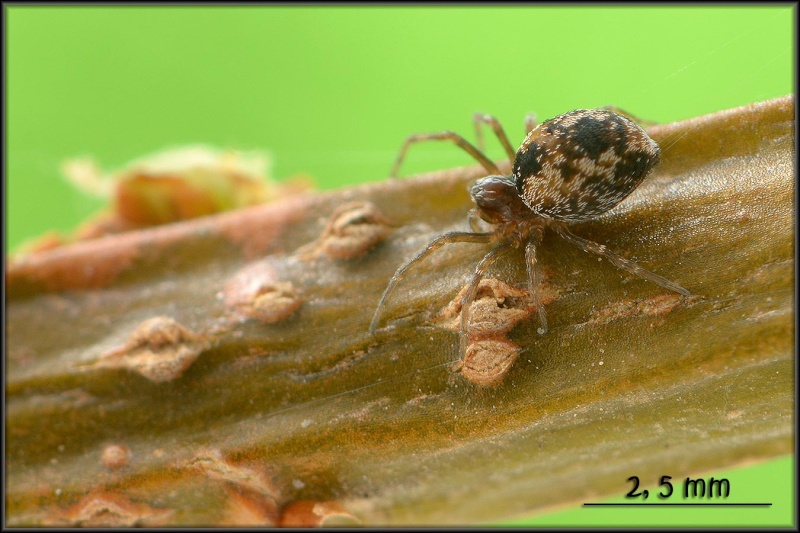 Anelosimus vittatus Anelos10