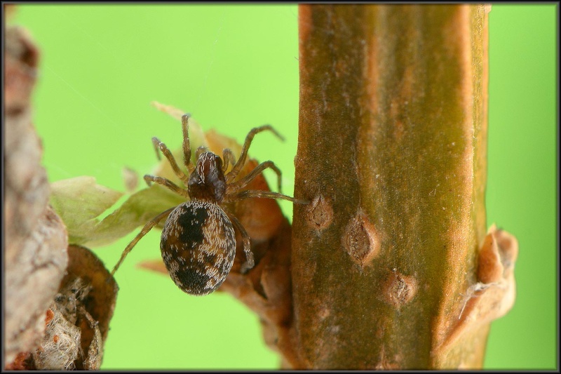 Anelosimus vittatus Anelos13