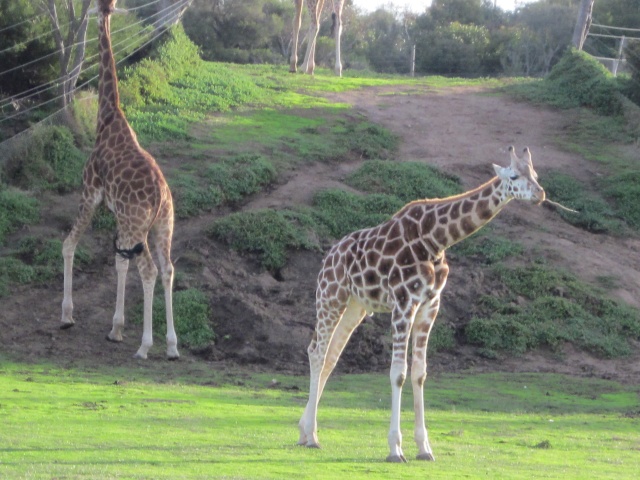 Melbourne Zoo 2013! - Page 8 Img_1812