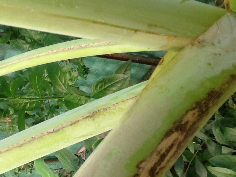 Musa x paradisiaca et acuminata : différence? Image21