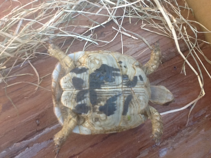 Trouve tortues dans jardin suite a l'achat de la maison Image_13
